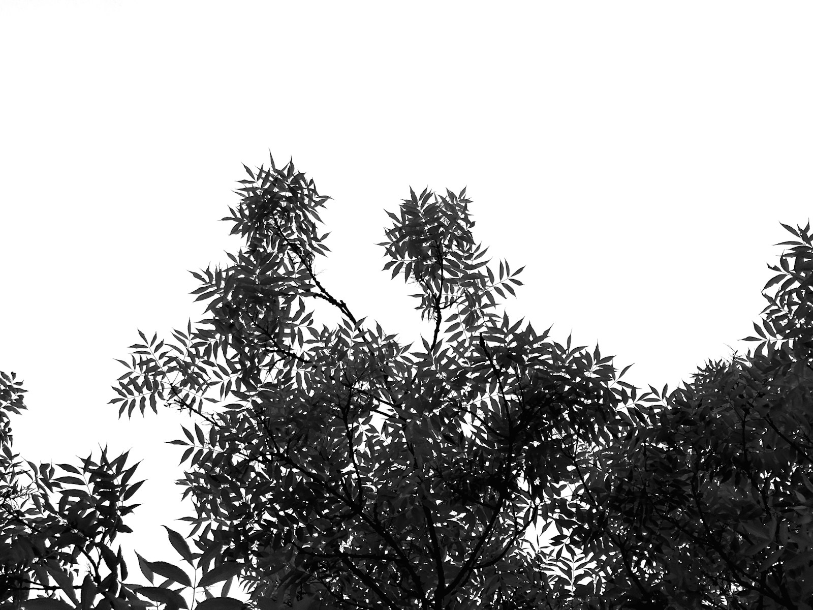 a black and white photo of some trees